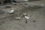 DSC07331