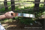 palong_edit3